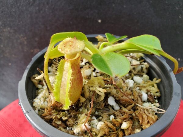 20201005_160739-r-600x450 Nepenthes (lowii x macrophylla) x robcantleyi BE 4018