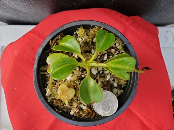 20201005_160746-R-600x450 Nepenthes (lowii x macrophylla) x robcantleyi BE 4018
