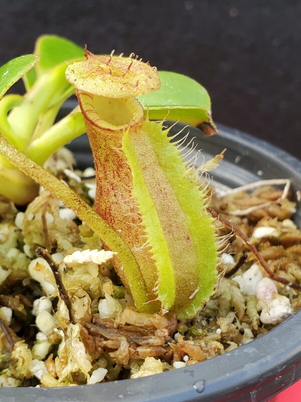 20201005_160803-R-600x801 Nepenthes (lowii x macrophylla) x robcantleyi BE 4018