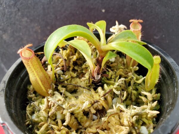 20201005_161211-R-600x450 Nepenthes (veitchii x lowii) x sp. #1 BE 3844