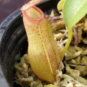 20201005_161220-R-300x300 Nepenthes (veitchii x lowii) x sp. #1 BE 3844