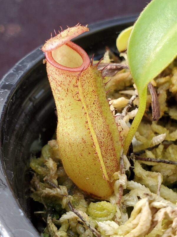 20201005_161220-R-600x801 Nepenthes (veitchii x lowii) x sp. #1 BE 3844