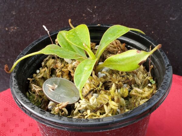 20201005_161334-R-600x450 Nepenthes (veitchii x lowii) x sp. #1 BE 3844