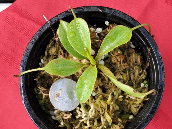20201005_161337-R-600x450 Nepenthes (veitchii x lowii) x sp. #1 BE 3844