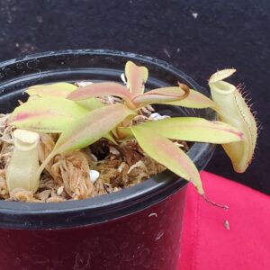 20201008_165128-R-300x300 Nepenthes spectabilis x bongso BE 3991