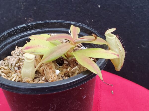20201008_165128-R-600x450 Nepenthes spectabilis x bongso BE 3991