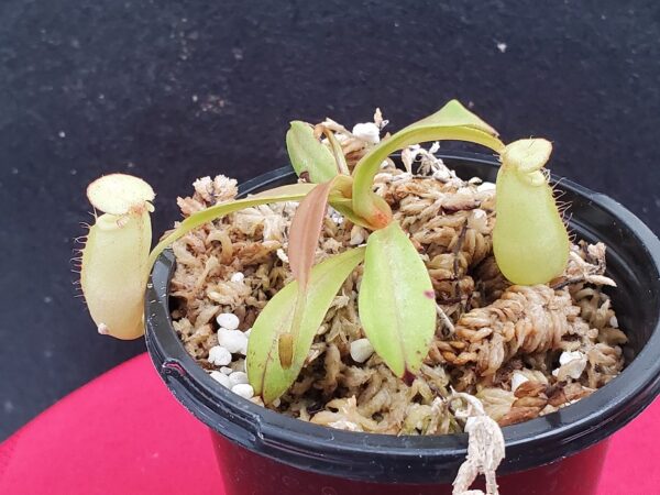 20201008_165150-R-600x450 Nepenthes spectabilis x bongso BE 3991