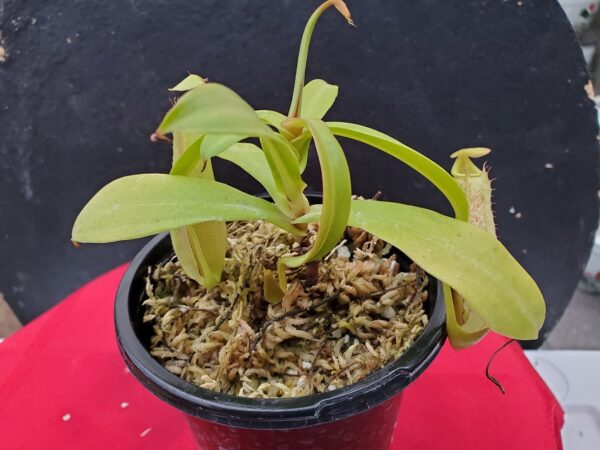 20201008_170447-R-600x450 Nepenthes spathulata x singalana BE 4004
