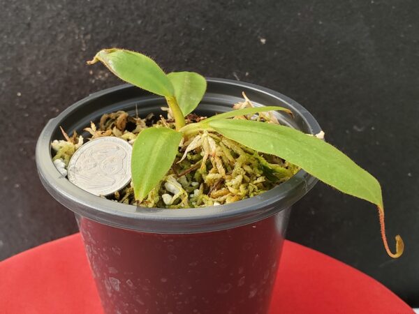 20201011_164956-r-2020-600x450 Nepenthes rajah x (veitchii x platychila) Seed grown BE 4017