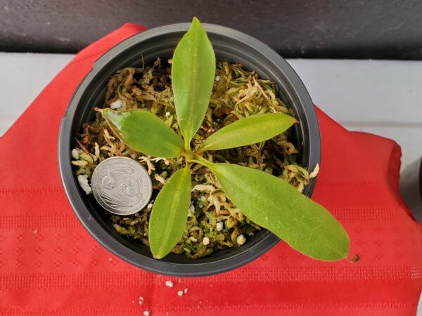 20201011_164959-R-600x450 Nepenthes rajah x (veitchii x platychila) Seed grown BE 4017