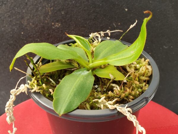 20201011_165018-r-600x450 Nepenthes rajah x (veitchii x platychila) Seed grown BE 4017