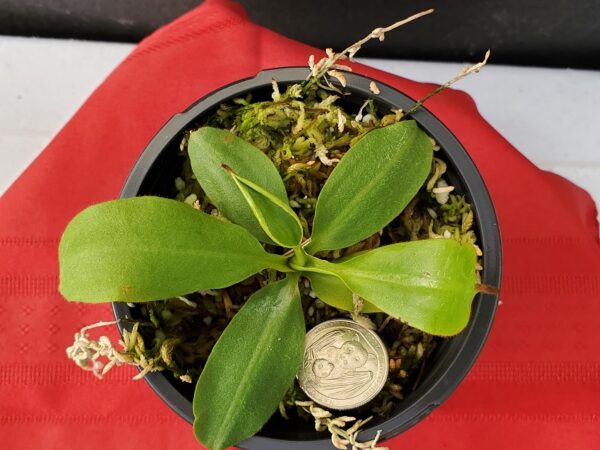 20201011_165024-R-600x450 Nepenthes rajah x (veitchii x platychila) Seed grown BE 4017
