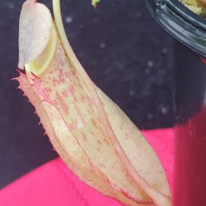 20201012_173553-R-med-300x300 Nepenthes talangensis x reinwardtiana BE 3780
