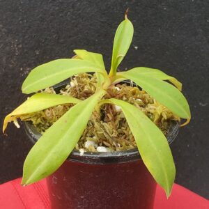 20201012_173627-R-med-300x300 Nepenthes talangensis x reinwardtiana BE 3780