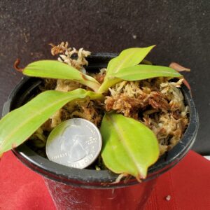 20201014_150955-R-Med-300x300 Nepenthes spectabilis x veitchii BE 3664