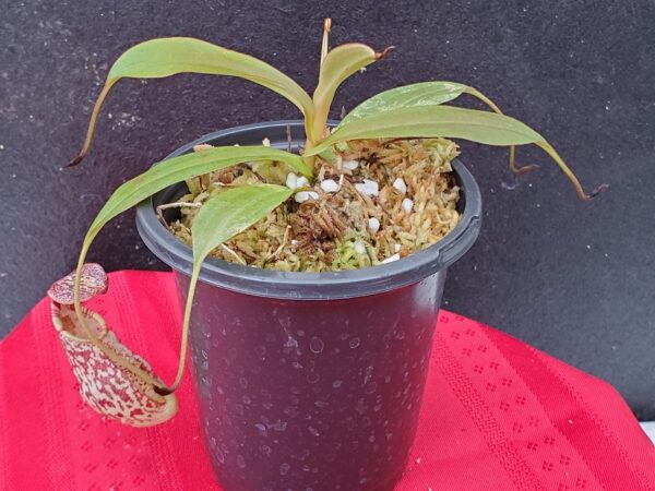 20201015_155154-r-Med-600x450 Nepenthes spectabilis x mira BE 3181