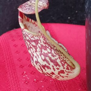 20201015_155203-r-300x300 Nepenthes spectabilis x mira BE 3181