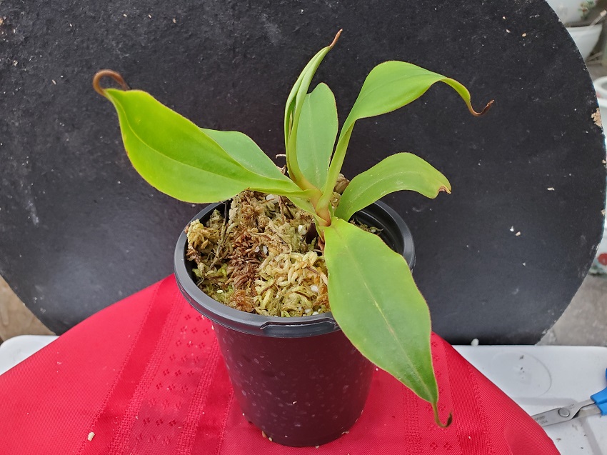 Nepenthes spathulata x spectabilis BE3314