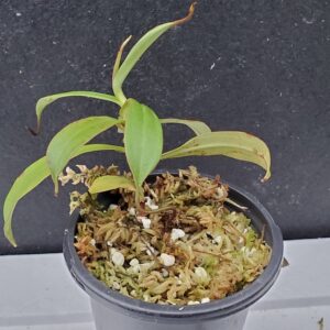 20201018_172901-R-med-300x300 Nepenthes spectabilis– Sibuyatan form BE 3177