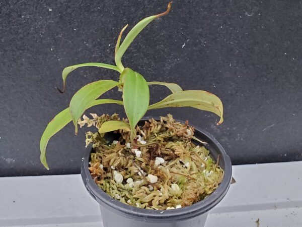 20201018_172901-R-med-600x450 Nepenthes spectabilis– Sibuyatan form BE 3177
