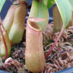20201018_174906-r-300x300 Nepenthes ventricosa BE 3772