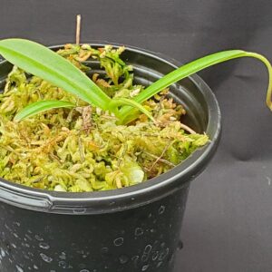 20201019_162535-R-sm-300x300 Nepenthes ramispina x aristolochioides BE 3926