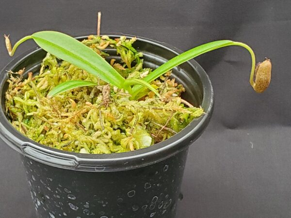 20201019_162535-R-sm-600x450 Nepenthes ramispina x aristolochioides BE 3926