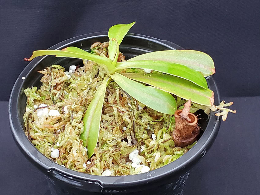 Nepenthes burkei x veitchii BE3934 – Bergen Water Gardens, Lotus