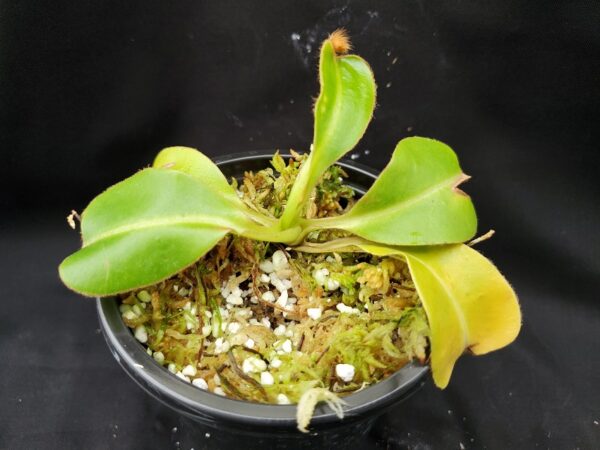 20201020_170019-r-med-2020-600x450 Nepenthes glandulifera x robcantleyi BE 3964