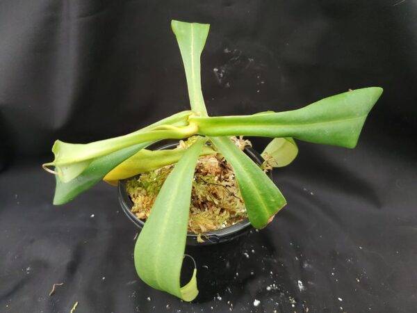 20201020_172517-R-lg-600x450 Nepenthes spathulata x tenuis BE 3981