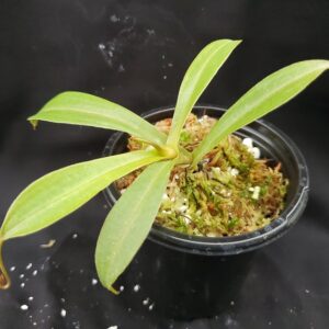 20201020_172533-R-med-300x300 Nepenthes spathulata x tenuis BE 3981