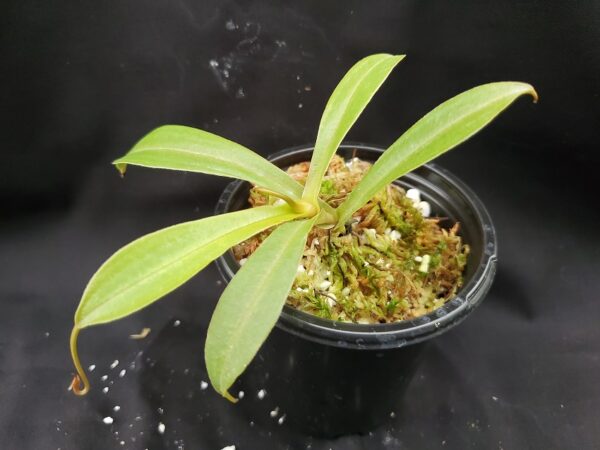 20201020_172533-R-med-600x450 Nepenthes spathulata x tenuis BE 3981
