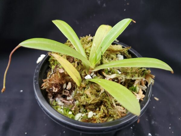 20201020_172946-med-r-600x450 Nepenthes glabrata x hamata BE 4005