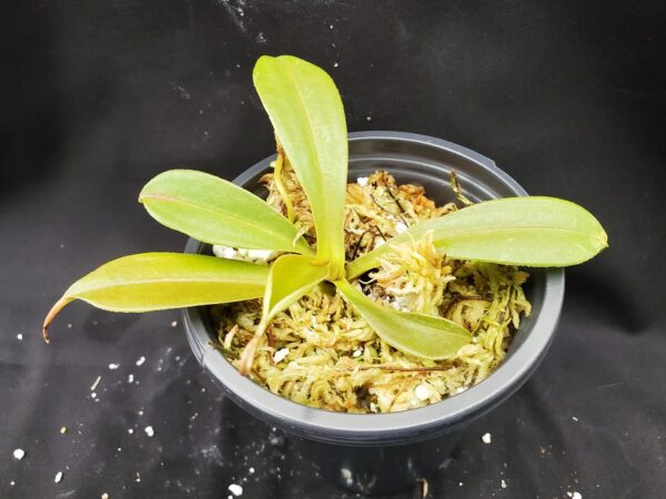 20201021_153322-R-med-2020-600x450 Nepenthes spathulata x tenuis BE 3981