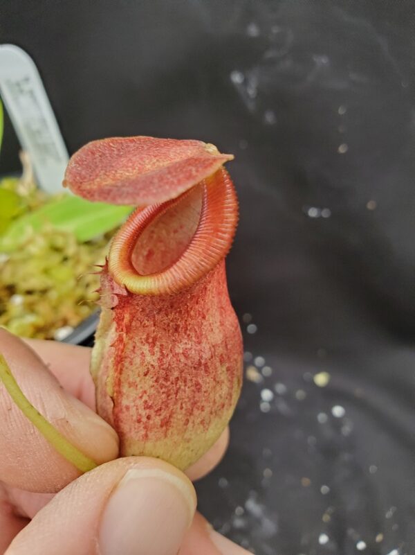 20201021_153431-R-med-2020-600x801 Nepenthes spathulata x tenuis BE 3981