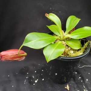 20201021_154916-R-med-2020-300x300 Nepenthes robcantleyi x ampullaria BE3767