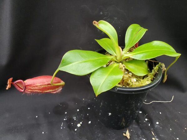 20201021_154916-R-med-2020-600x450 Nepenthes robcantleyi x ampullaria BE3767