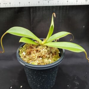 20201022_162224-R-med-300x300 Nepenthes spathulata x hamata BE 3843