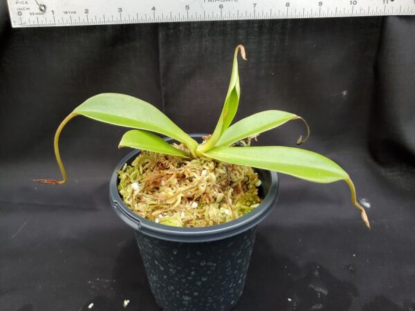 20201022_162224-R-med-600x450 Nepenthes spathulata x hamata BE 3843