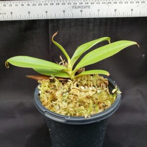 20201022_162237-R-med-300x300 Nepenthes spathulata x hamata BE 3843