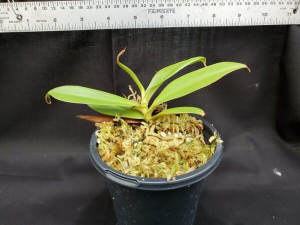20201022_162237-R-med-600x450 Nepenthes spathulata x hamata BE 3843