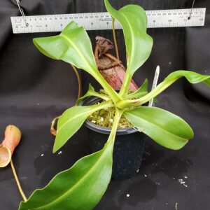 20201022_163057-R-lg-300x300 Nepenthes ventricosa x robcantleyi BE 3824