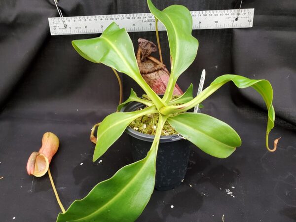 20201022_163057-R-lg-600x450 Nepenthes ventricosa x robcantleyi BE 3824
