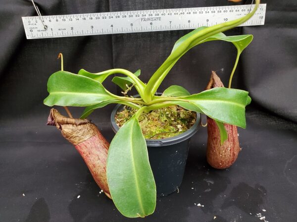 20201022_163115-R-lg-2020-600x450 Nepenthes ventricosa x robcantleyi BE 3824