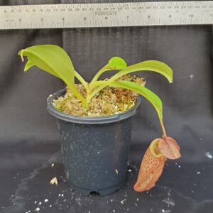 20201023_162038-R-lg-2020-300x300 Nepenthes talangensis x robcantleyi BE3497