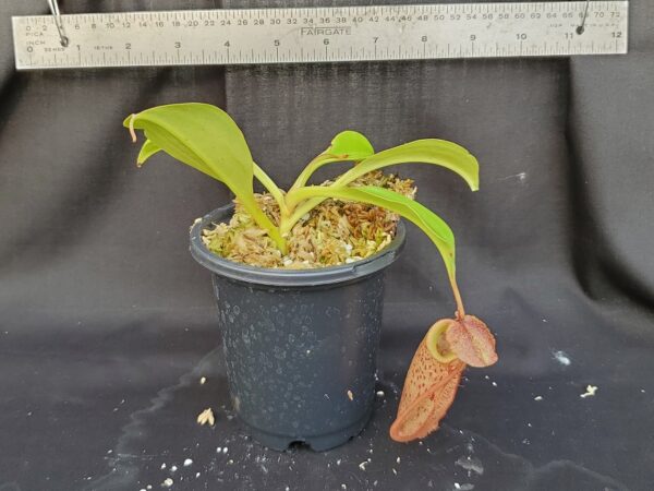 20201023_162038-R-lg-2020-600x450 Nepenthes talangensis x robcantleyi BE3497
