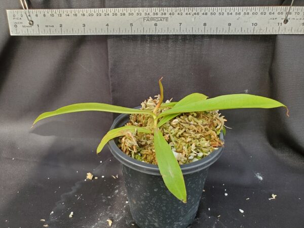 20201023_163529-r-med-2020-600x450 Nepenthes densiflora x mirabilis var globosa BE3656