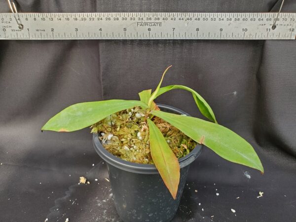20201023_163537-med-2020-600x450 Nepenthes densiflora x mirabilis var globosa BE3656