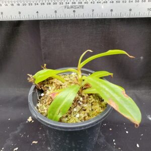 20201024_114321-R-med-300x300 Nepenthes (ampullaria x 'Viking') x dubia BE 3694