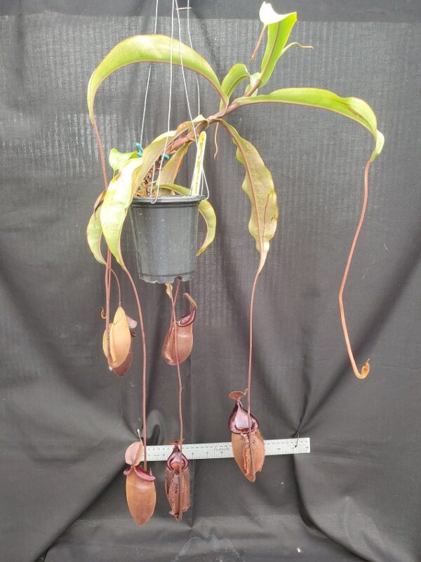 20201024_135700-R-2020-600x801 Nepenthes densiflora x mirabilis var globosa BE3656